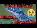 🔴Animales en Peligro de Extinción Dragoncito Azul #peligrodeextincion #dragon #alerta #noticias