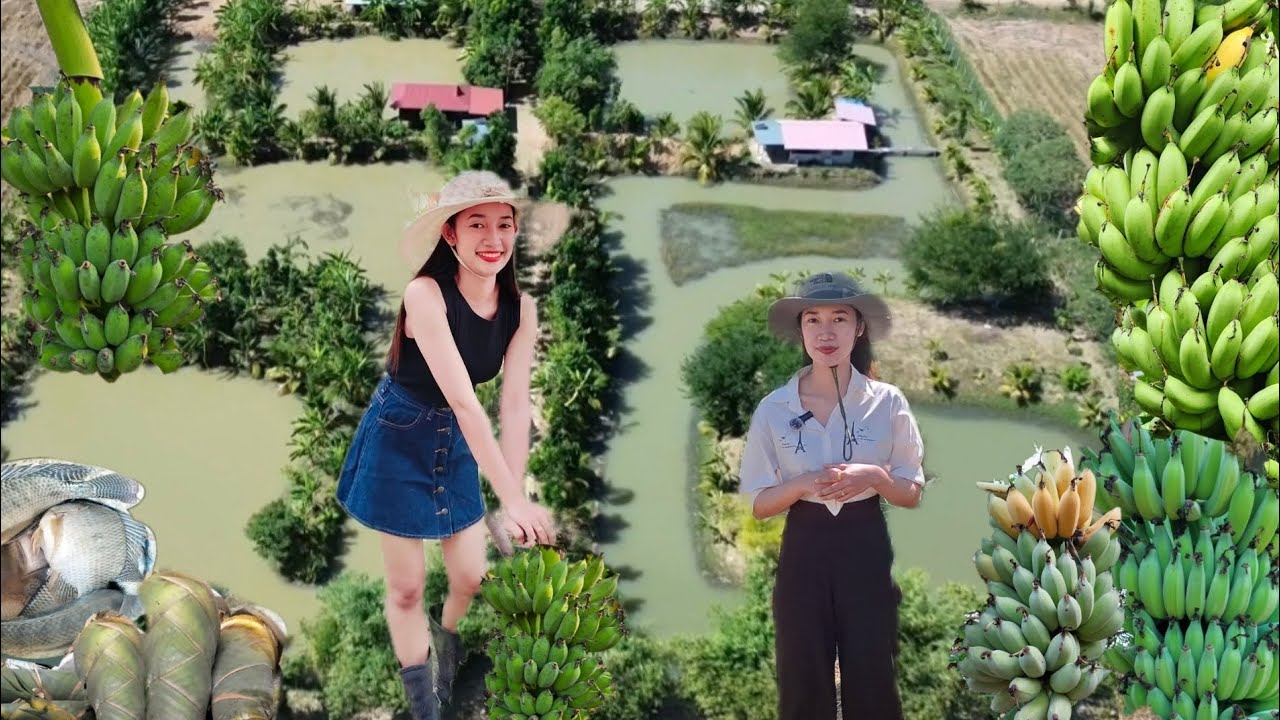 ทำเกษตรแบบเน้นกล้วย👩‍🌾ปลูกง่ายด้วยขายก็ดีมีเท่าไหร่ก็ไม่พอ