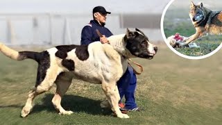 TOP 10 LIVESTOCK GUARDIAN DOG BREEDS | BBG K9