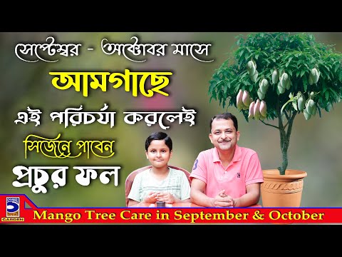 সেপ্টেম্বর অক্টোবরে আমগাছে এই পরিচর্যা করতেই হবে ! Mango Tree Care In September U0026 October !