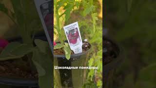 #видео #video #garden #рассада#любовь #мем