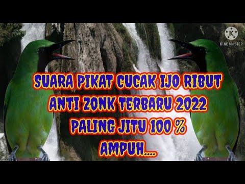 SUARA PIKAT CUCAK IJO RIBUT ANTI ZONK TERBARU 2022 PALING JITU 100% AMPUH