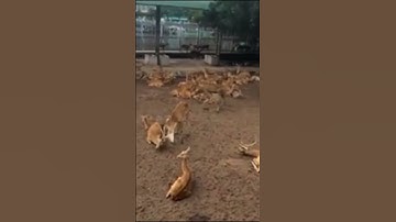Nhìn giống bê thiệt đó, nhưng không phải đâu nha 😆 Đây là capybara – idol hiền lành ở Thảo Cầm Viên