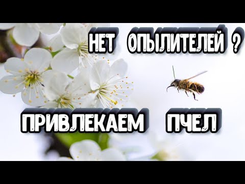 Как Привлечь Пчел на Участок - Пчелы Не Опыляют Растения - Как Привлечь Опылителей