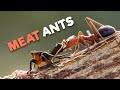 Meat Ants | The Kickboxing Ants From Down Under