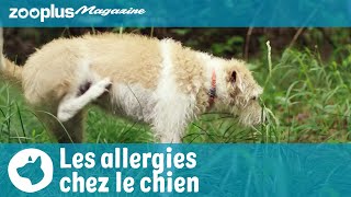 Les allergies chez le chien : symptômes, déclencheurs & traitement | zooplus.fr