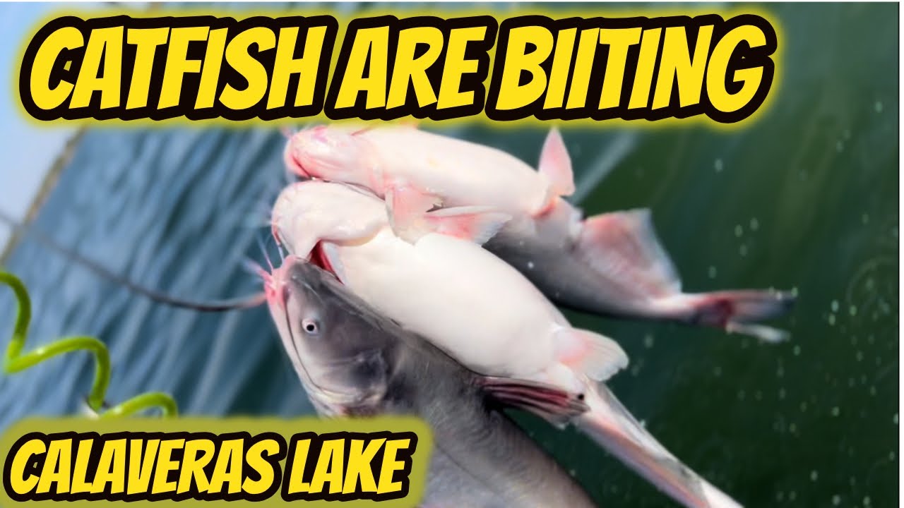 CATFISH ARE BITING AT CALAVERS LAKE (San Antonio TX.) YouTube