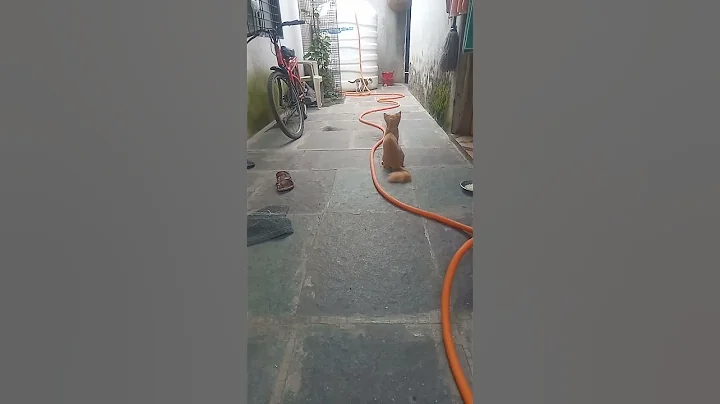 Video 11358831: persian kittens cat sound, cat meowing sound kitten