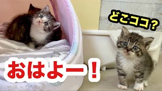 初めての場所で夜を明かした保護子猫の赤ちゃん