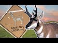 Hunting Pronghorn Antelope in Wyoming - Means More Than You May Think