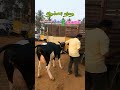 எவ்வளவு விலை ஆகும்? மாட்டு சந்தை வியாபாரம் 😱 சிந்தாமணி #பிரபு