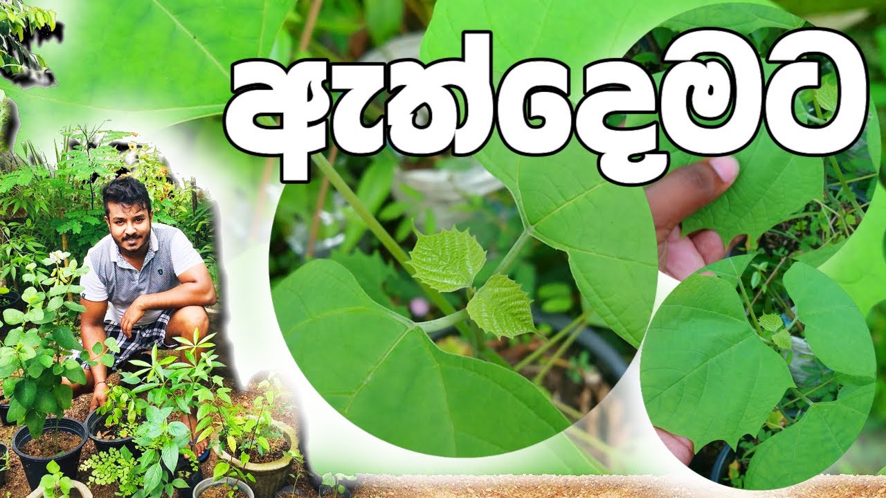 ඇත්දෙමට බලාගන්න Athdemata Plant - YouTube