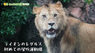【東山動植物園公式】レグルス、初めての屋外運動場 《 ライオン 》