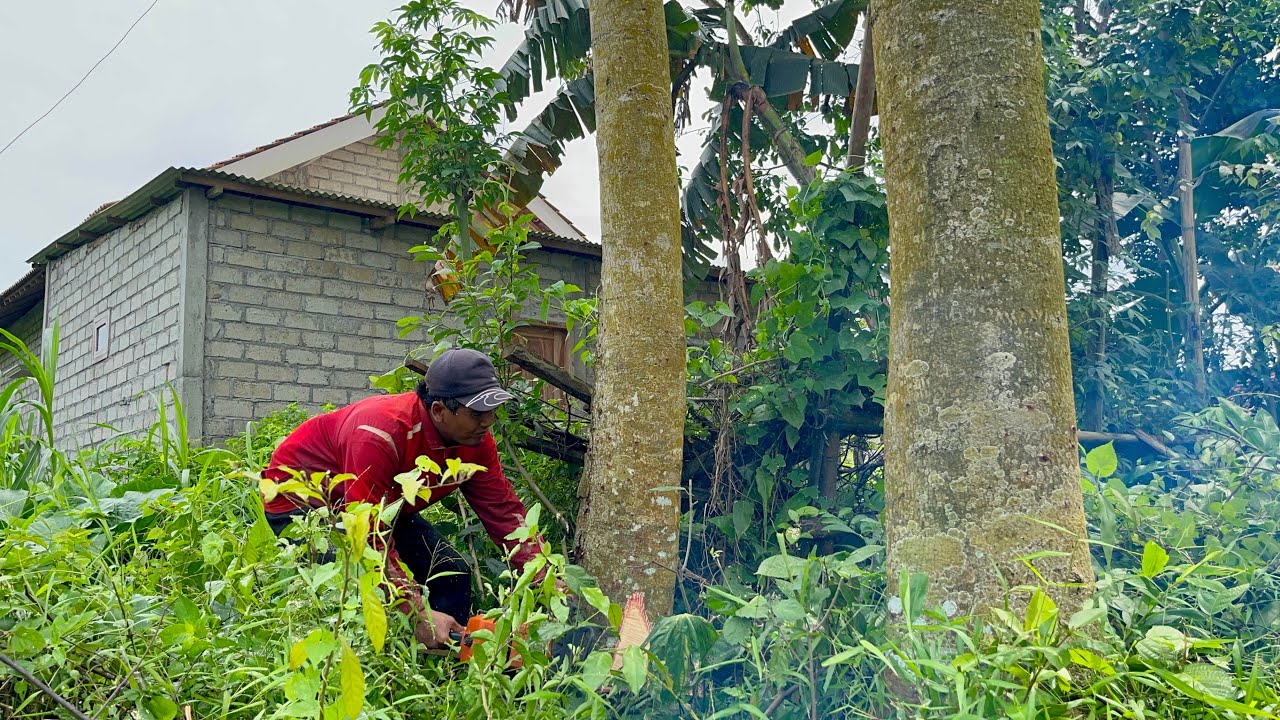 Rare Moment..! Felling 2 Wadang Trees at the Same Time Behind the House ...