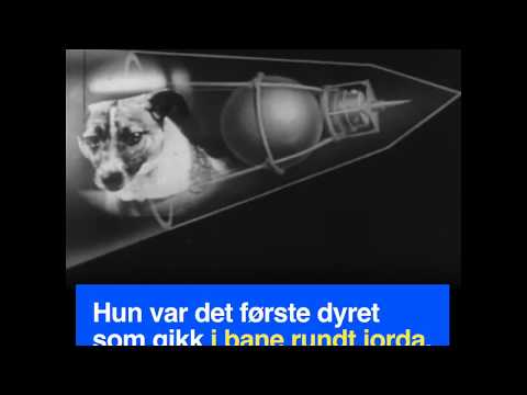 Nei, hunden Laika var ikke det første levende vesenet i verdensrommet