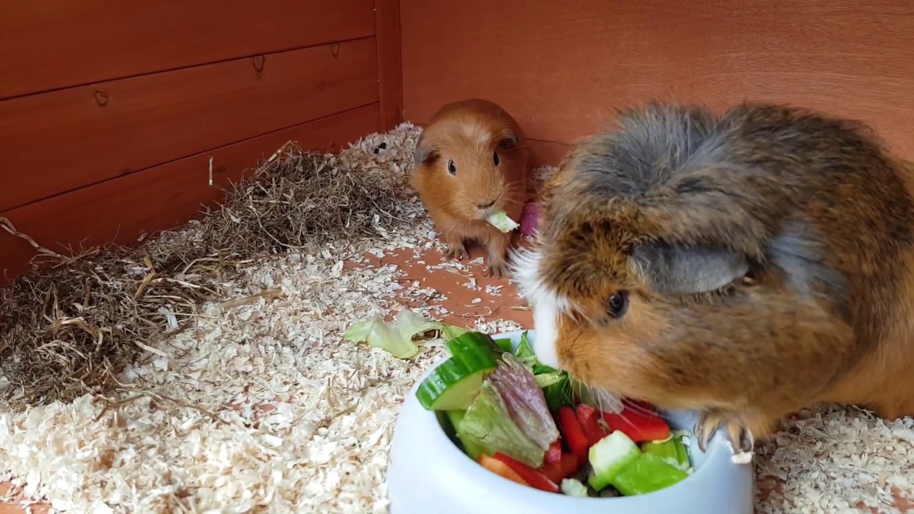 How I Prepare My Guinea Pigs Food - YouTube