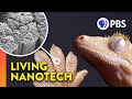 The Lizard That Uses Nanotechnology to Walk Upside Down
