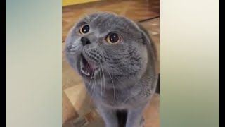 Смешной кот Кот говорит Галя Говорящий кот