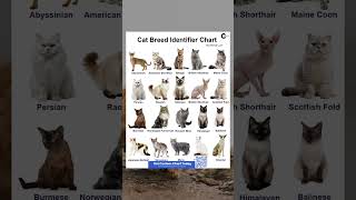 Cat Breed Identifier Chart: Know Your Cat’s Heritage