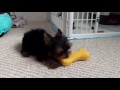 Cutest Yorkie puppy with his chew toy