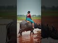 Beautiful kerala aunty riding buffalo in Kerala style lungi