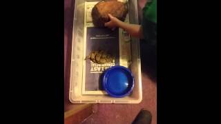 5280REPTILE- Our reptile collection