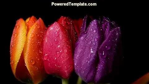 Colorful Tulips PowerPoint Template by PoweredTemplate.com