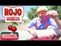 Blippi visita un granja de cerezas | Videos Educativos para Niños