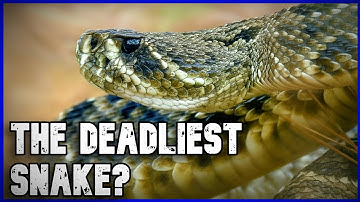De dodelijkste slangen in de VS gerangschikt