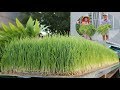 Rộ trào lưu trồng cỏ lúa mì không cần đất | A trend of planting wheat grass without soil