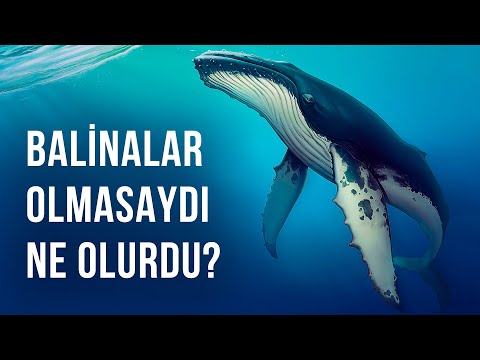 Video: Doğada balinaları nerede görebilirim? Balinalar nerede yaşar? kaç çeşit balina vardır