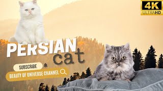 Persian Cat | Animals Simple videos | Beauty of universe by What have in universe 3 views 6 months ago 3 minutes, 4 seconds