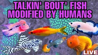 Fish Created by Us Silly Humans. BEAUTIES? or BEASTS? - LIVESTREAM