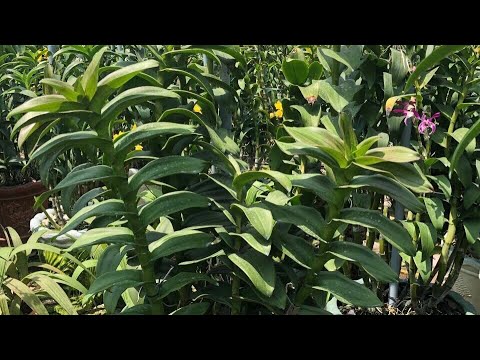 Video: Phong lan Dendrobium: mô tả, trồng, chăm sóc, sinh sản, bón thúc, ghép