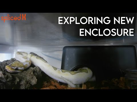 Ball Python in New Enclosure  - Time Lapse #2