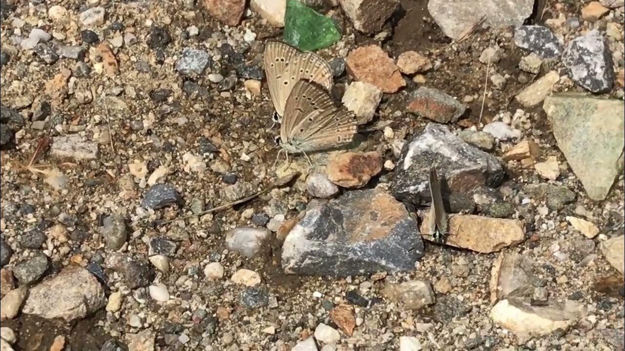 アドメートスアノマラスシジミPolyommatus admetus (Anomalous Blue) 2023/07/05 Petrovo