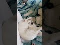 Flexible Dog Lays Down in Weird Position - 1138511