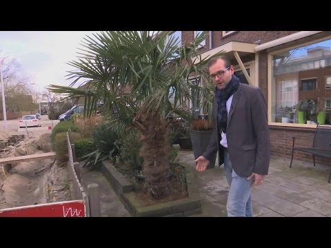 Video: Hoeveel kosten palmbomen?