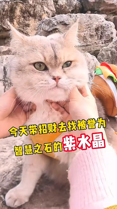 Saat Berpetualang,bubu ,Milo dan Chiko di datangi pria misterius#shorts#kucing