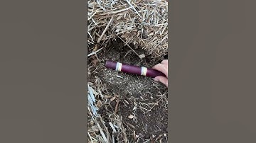 Planting Sugarcane for a Future Sweet Harvest! #shorts #sugarcane #sugarcanefarming #gardening