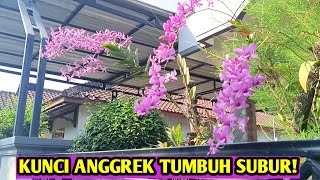 KUNCI AGAR ANGGREK TUMBUH SUBUR DAN BERBUNGA, #anggrek #orchid #dendro #dendrobium #anggreksubur