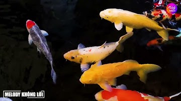 Nhạc Test Loa Không Lời 2021  Hòa Tấu Cha Cha Cha 7X 8X 9X Liên Khúc Dáng Em   Đẳng Cấp Hải Ngoại