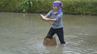Amazing pond fishing: Hand-catching giant catfish & carp for market sale, cooking a meal for my kids