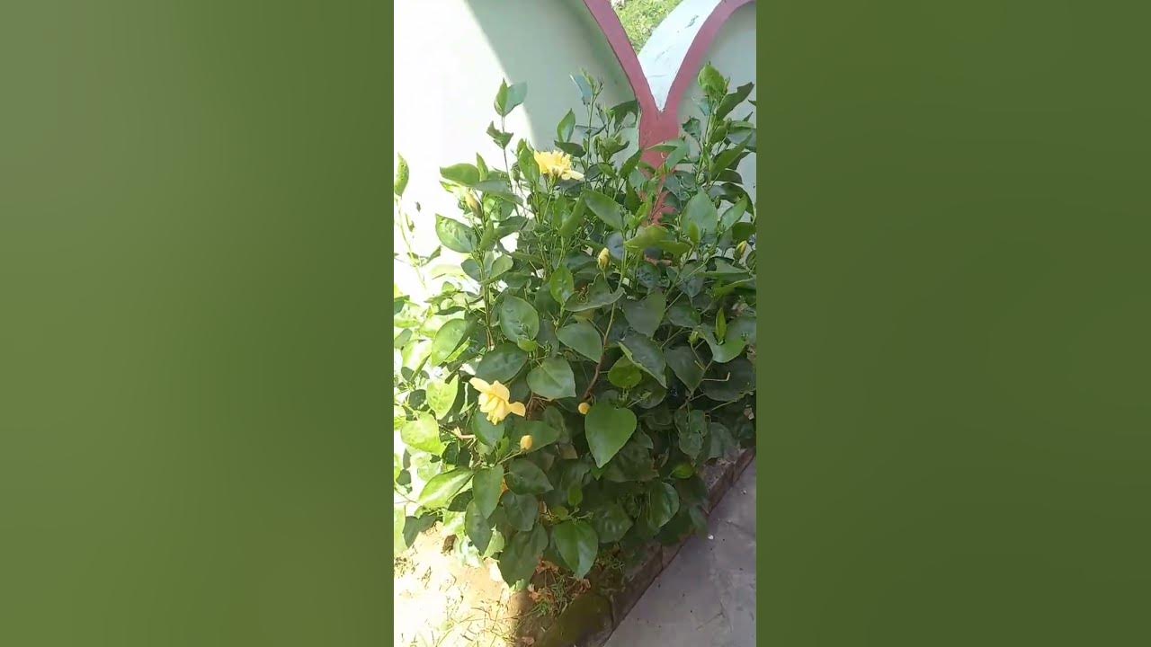 Koi Pyara💖 #tumsakoipyaara #garden #flowers - YouTube