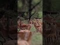 Antelope Freeze Strategy 🤯🦌 | Nature లో Smart Survival Trick