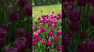¿Quieres mostrar tu amor?? Music: SunnyMusician: @iksonmusic #tulip  #amor #queregalar