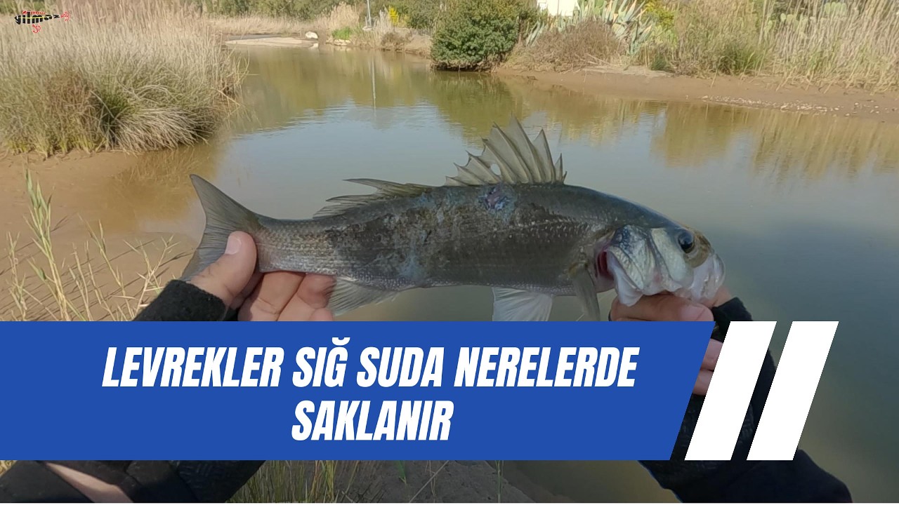 SULAR ÇEKİLSEDE LEVREK AVINA DEVAM