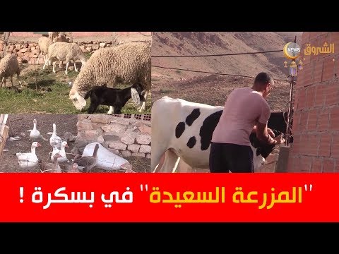 بسكرة خالد يوميات صائم يرعى الأبقار والغنم ويربي النحل والبط والإوز