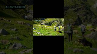 This Is What Trekking Really Feels Like… #trekking #himalayantrek #anantahikes  #mountainclimbing