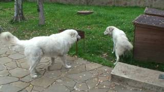 Bork And Martha Playfighting